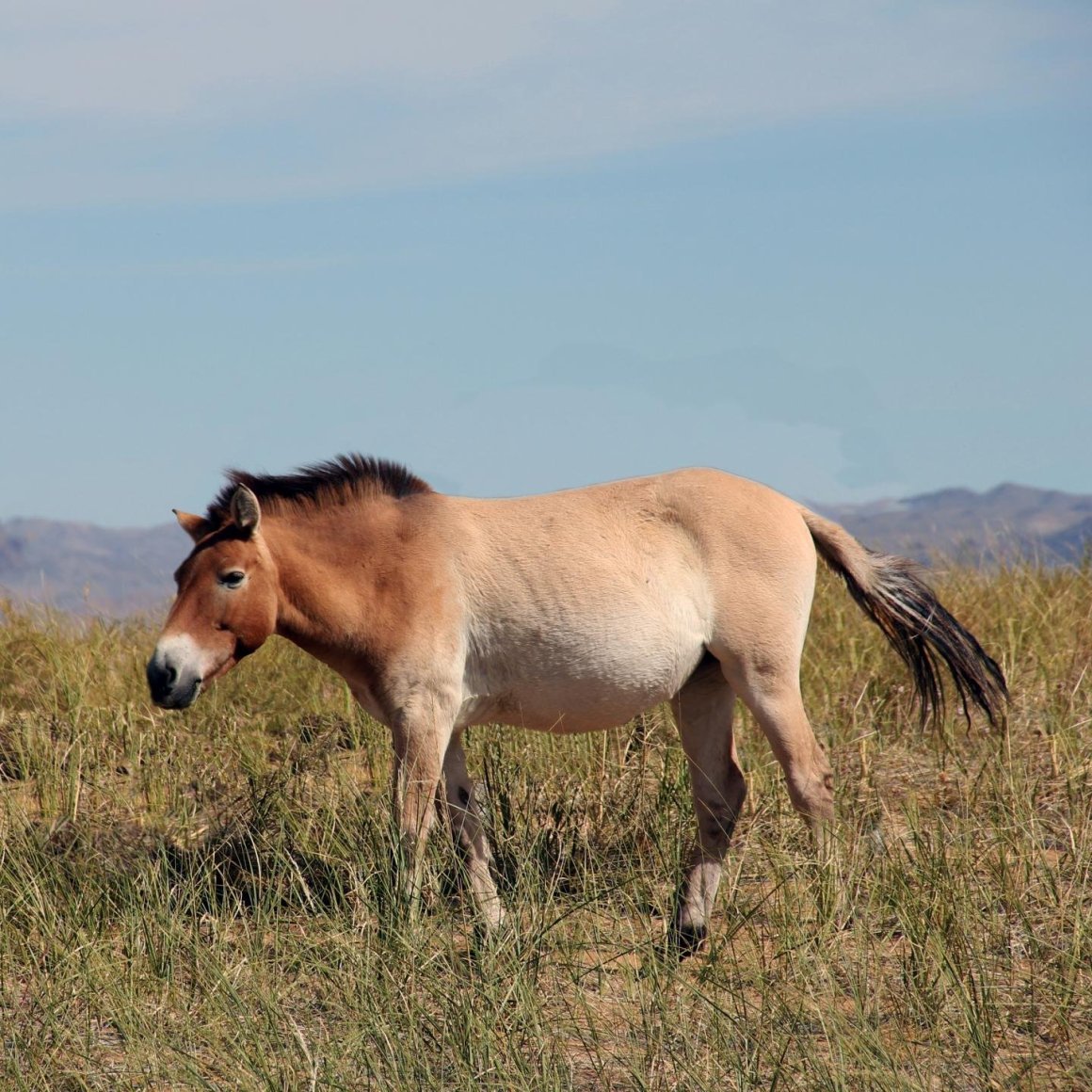 ФОТО: Лошадь Пржевальского 10