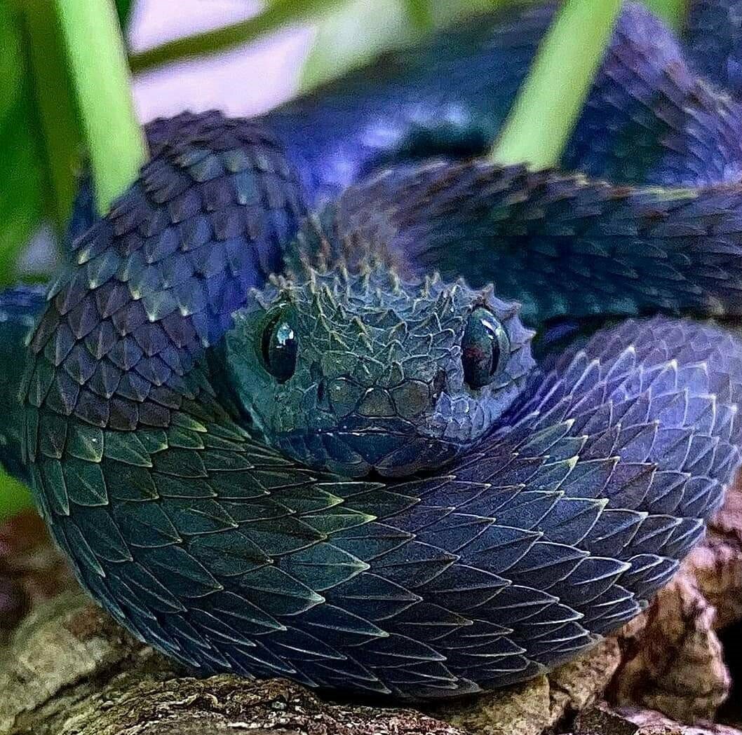 ФОТО: Самые ядовитые змеи в мире 6