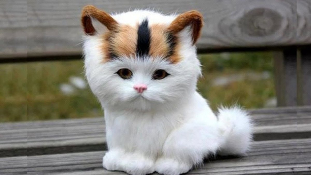 ФОТО: Самая маленькая кошка в мире 10