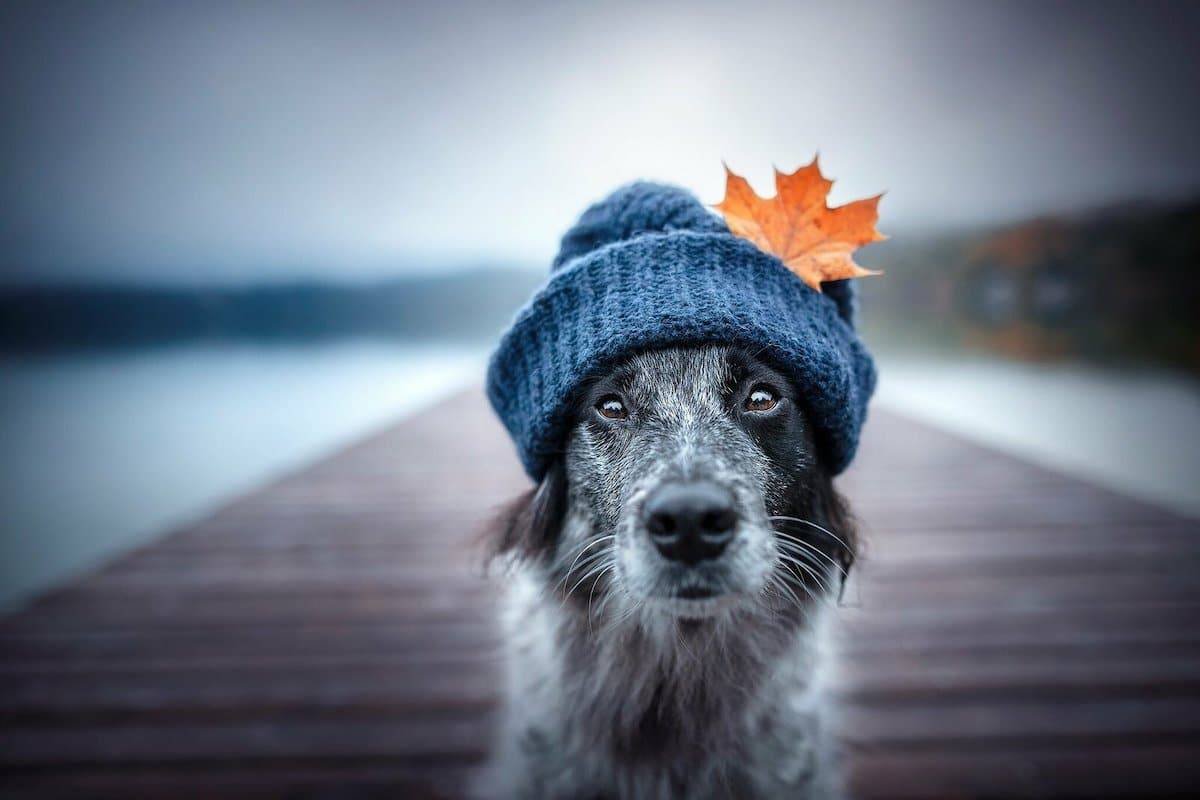 ФОТО: Собачка в шапке 10