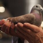 Почтовый голубь - фотографии 9 тату