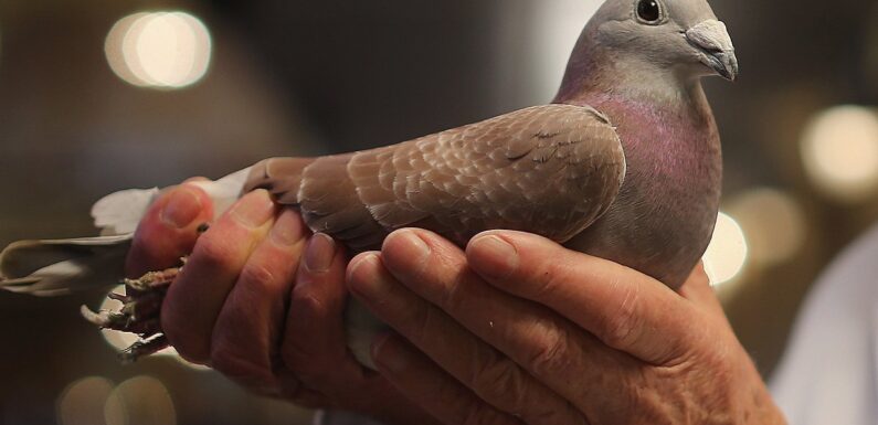 ФОТО: Почтовый голубь