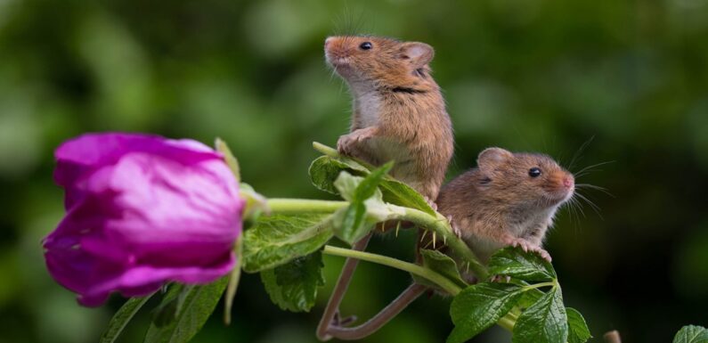 ФОТО: Мышка полевка