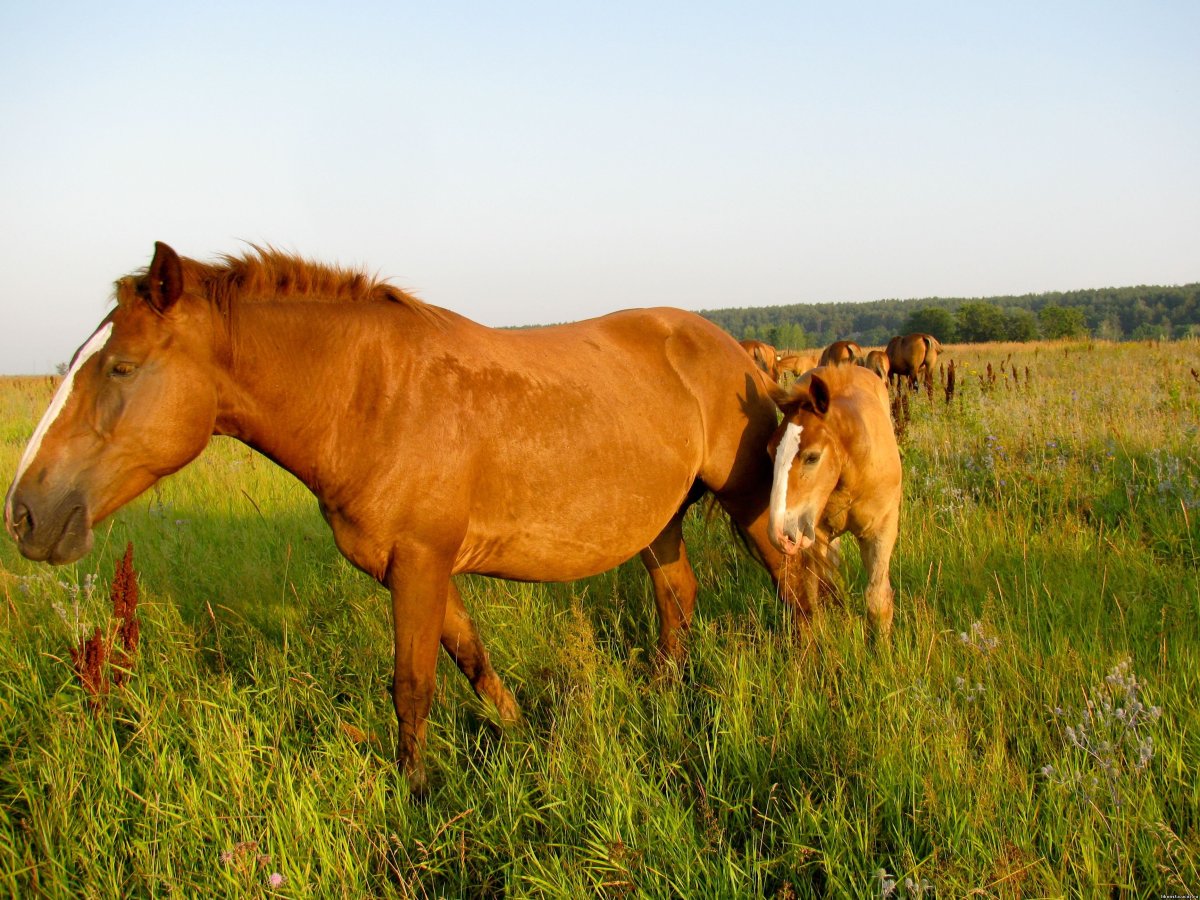 ФОТО: Башкирская порода лошадей 4