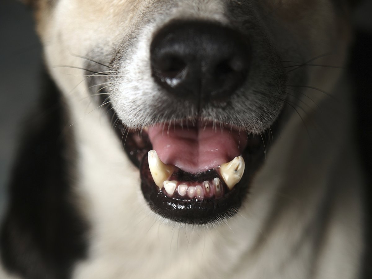 ФОТО: Собака с золотыми зубами 10