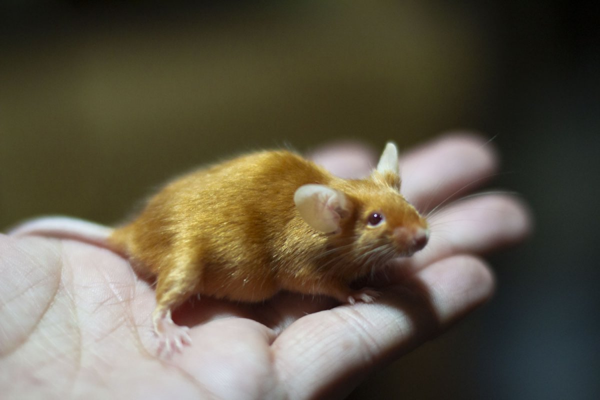 ФОТО: Сатиновая мышь 4