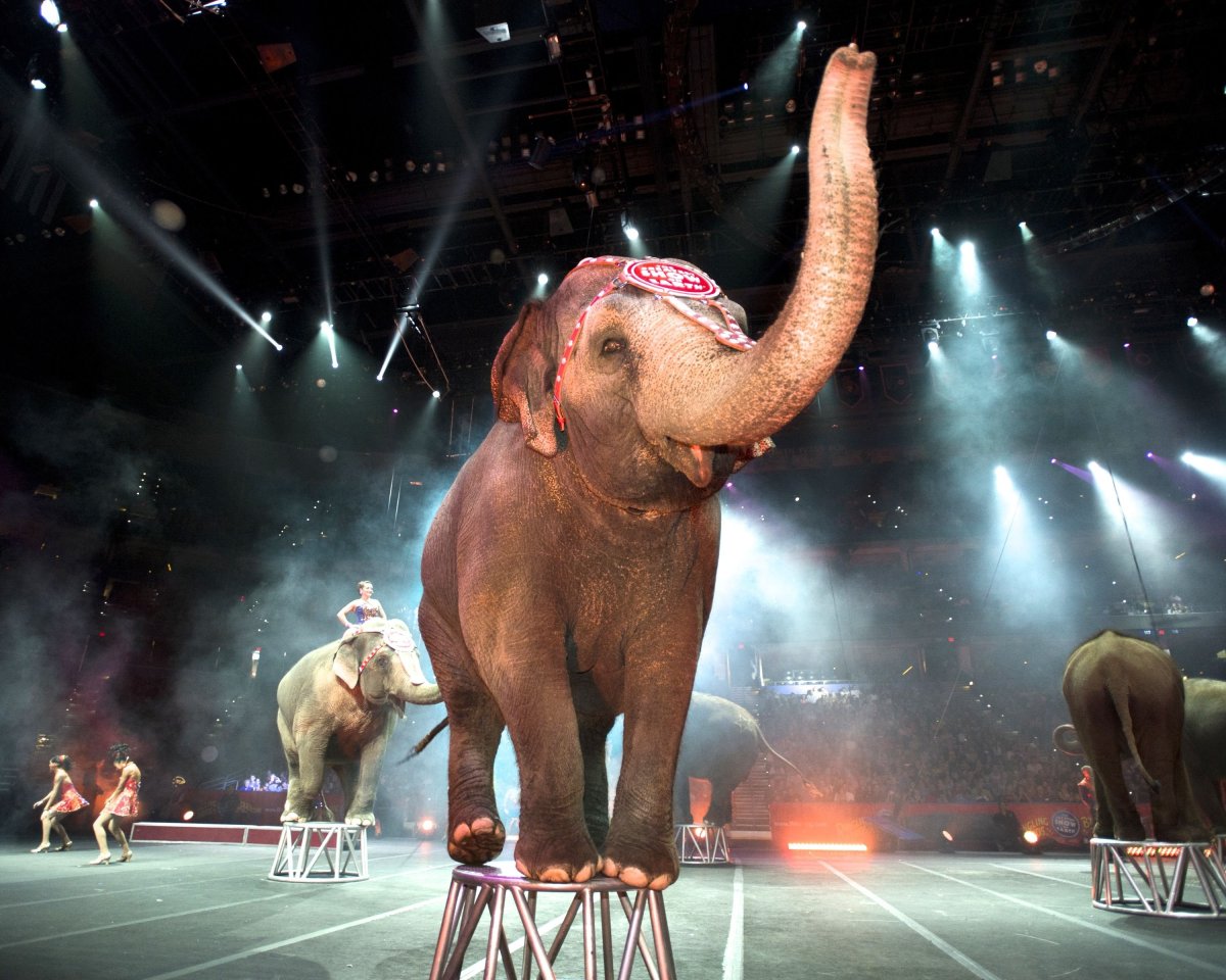 ФОТО: Слон в цирке 2