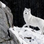 Арктический волк - фото 13 тату