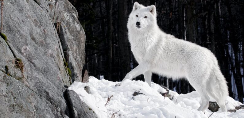 ФОТО: Арктический волк