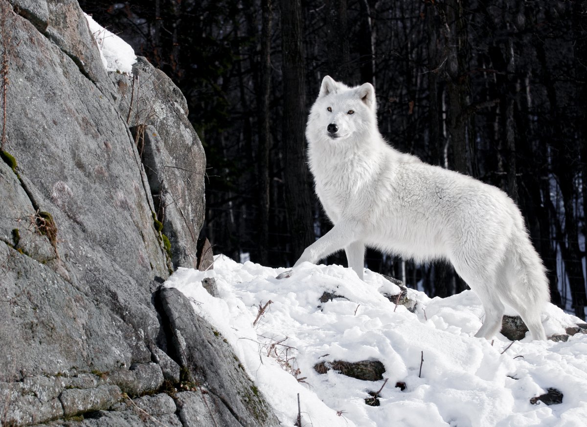 ФОТО: Арктический волк 1