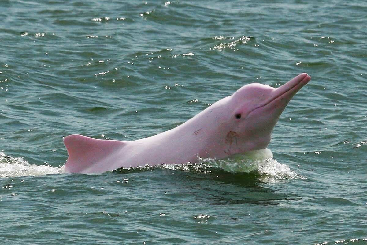 ФОТО: Розовые дельфины 3
