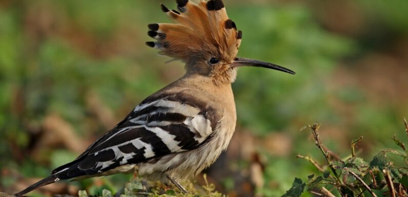 ФОТО: Птица с хохолком на голове