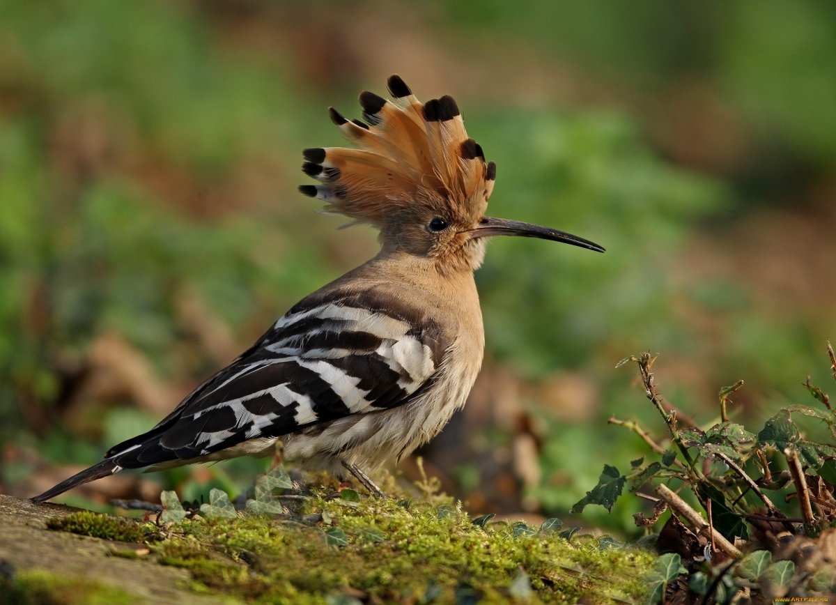 ФОТО: Птица с хохолком на голове 1