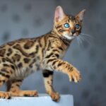 Бенгальская кошка - картинки 15 Пражский крысарик