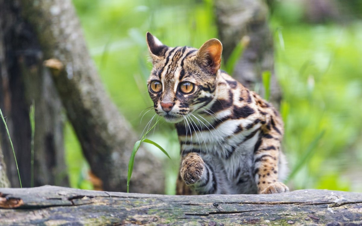 ФОТО: Азиатский леопардовый кот 8