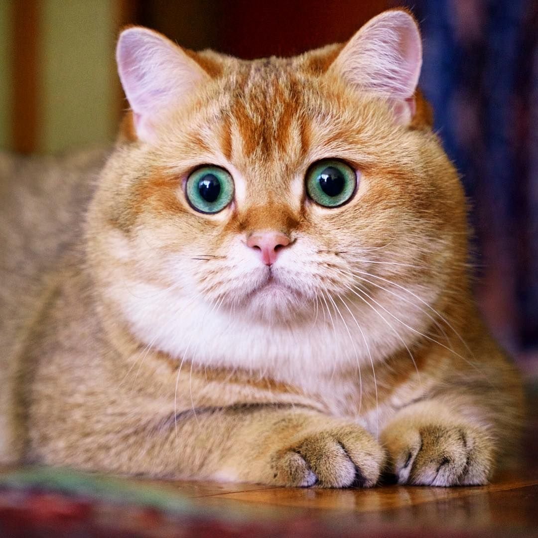 ФОТО: Рыжий британский кот 4