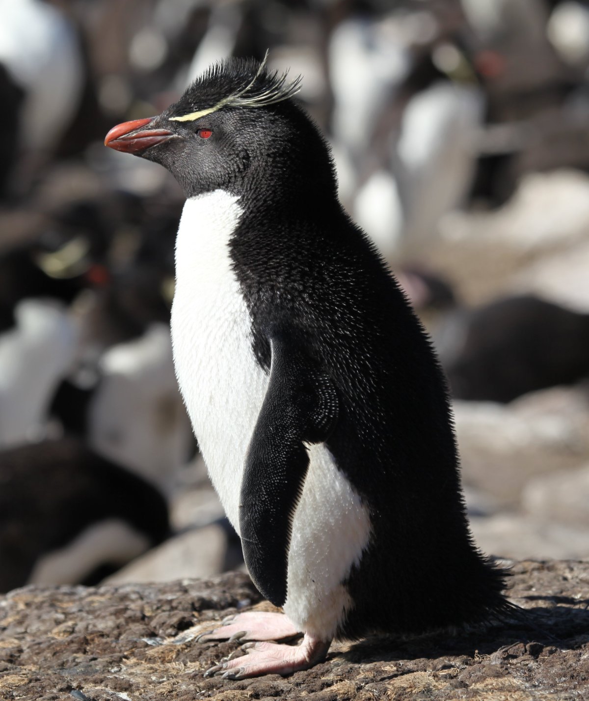 ФОТО: Виды пингвинов 7