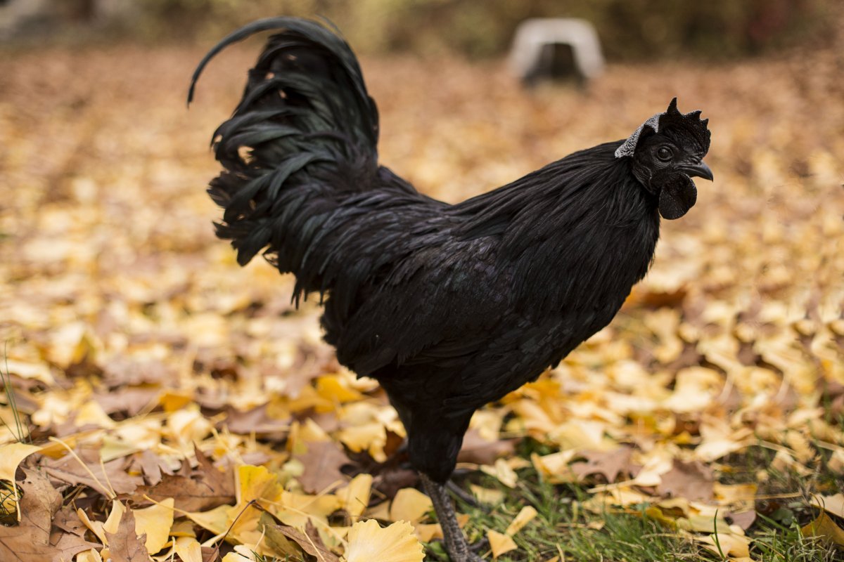 ФОТО: Черная курица 5