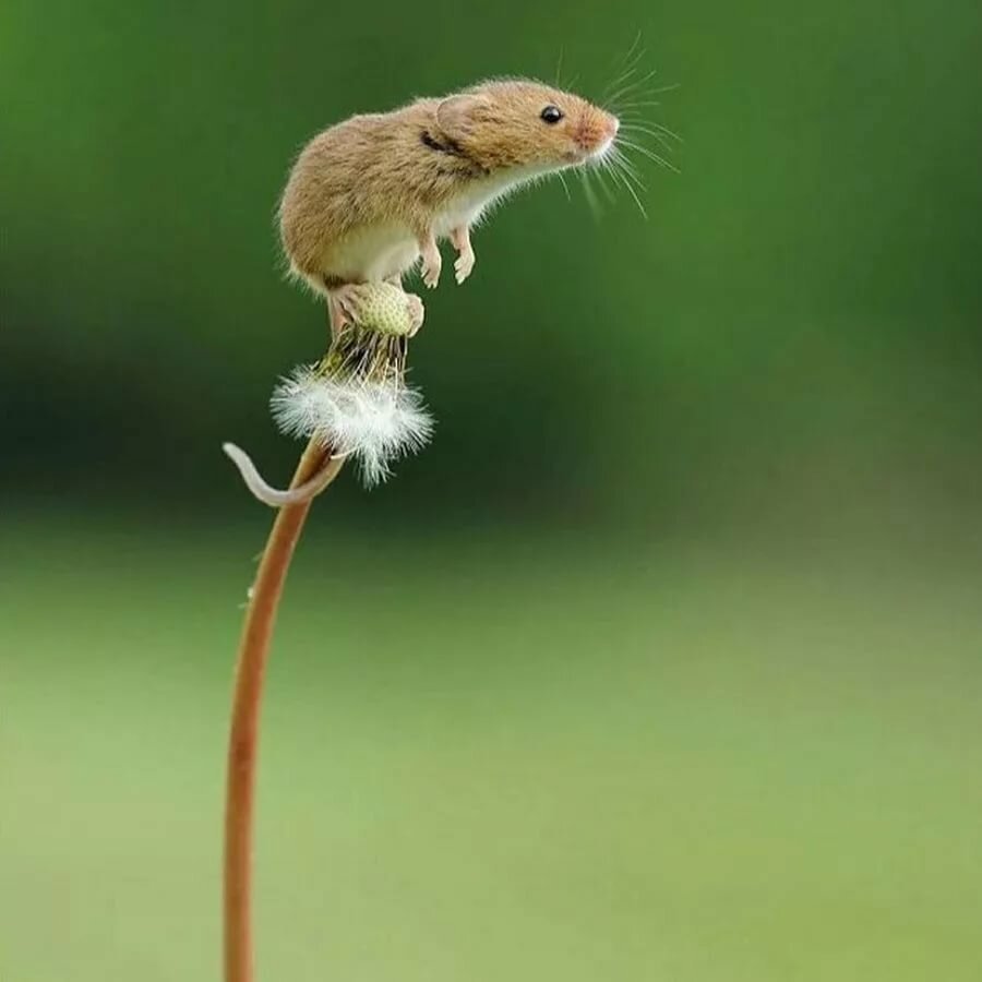 ФОТО: Мышка полевка 8