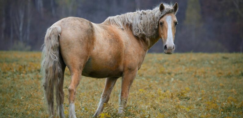 ФОТО: Башкирская порода лошадей
