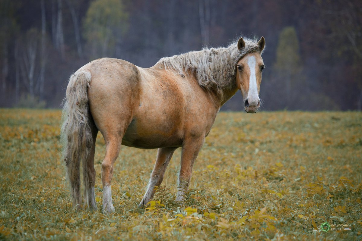 ФОТО: Башкирская порода лошадей 1