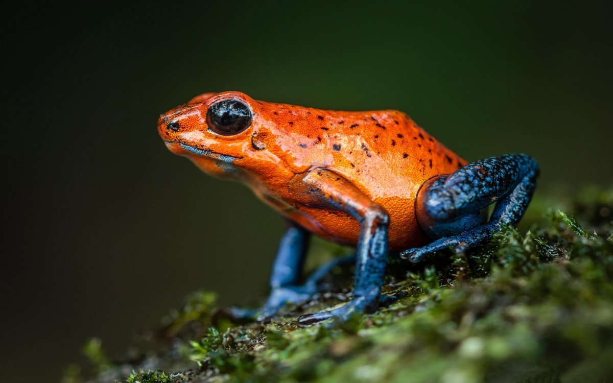 ФОТО: Оранжевая жаба 10