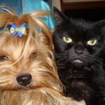 ФОТО: Порода кошек йорк 11 как быстро протрезветь