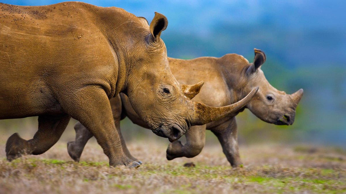 ФОТО: Носороги 4