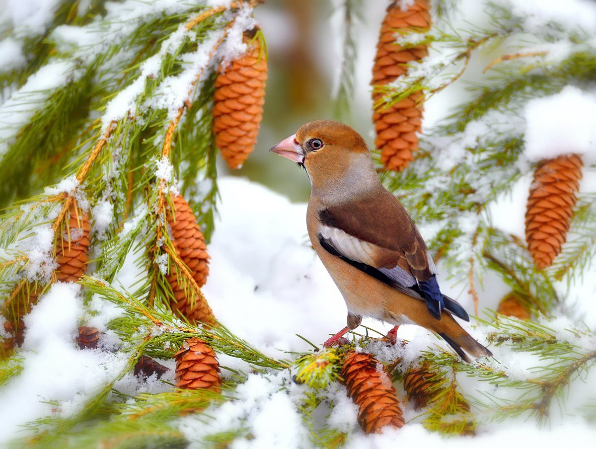 ФОТО: Зимующие птицы 4