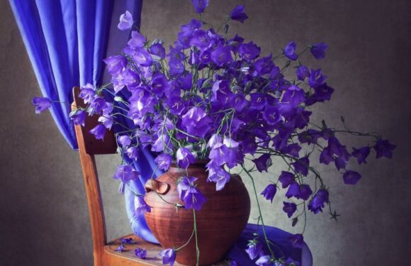 Букет из колокольчиков — очаровательные цветы (73 фото)