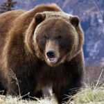 ФОТО: Самый большой медведь 19 тропические гости
