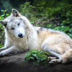ФОТО: Пушистый волк амеба 36 открытки