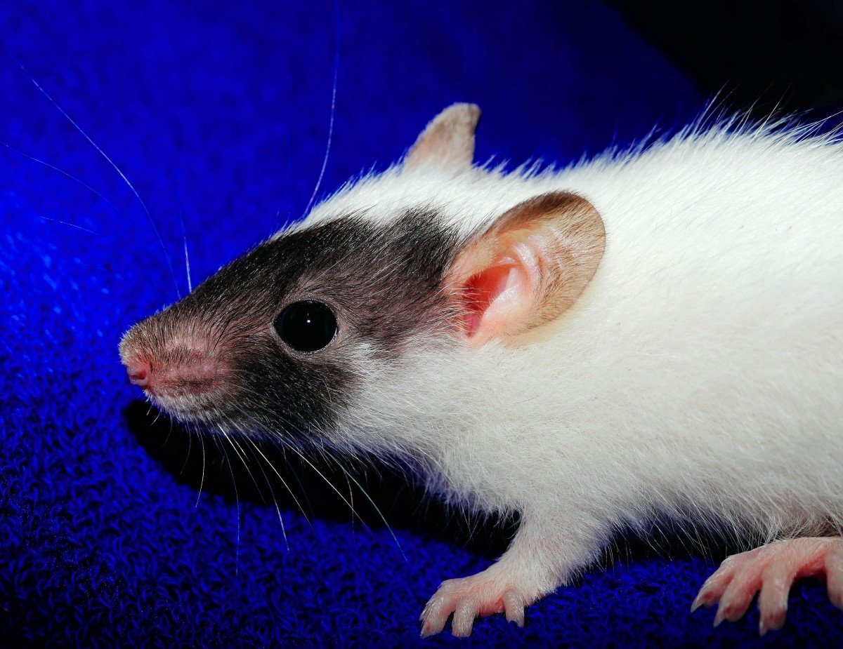 ФОТО: Сиамская крыса 10