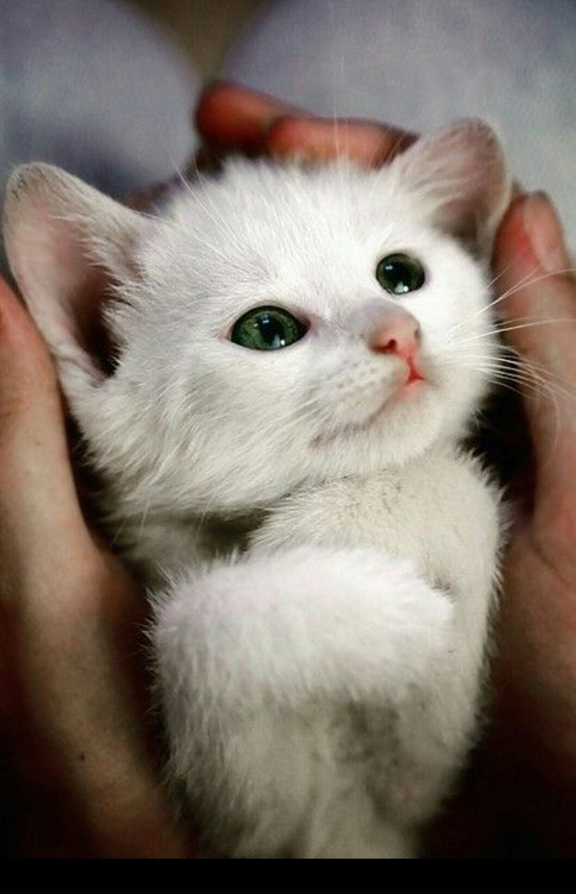 ФОТО: Маленький белый котенок 9