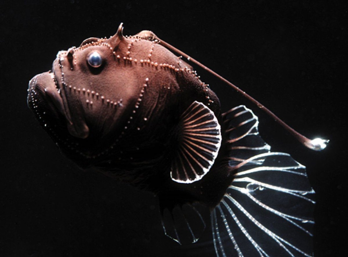 ФОТО: Глубоководные рыбы монстры 5