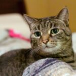 Европейская кошка - фотографии 18 мочекаменная болезнь