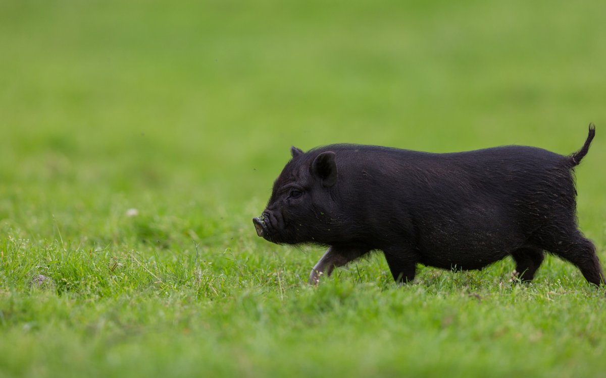 ФОТО: Черная свинья 3