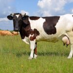 ФОТО: Дойная корова - кормилица 28 винтаж