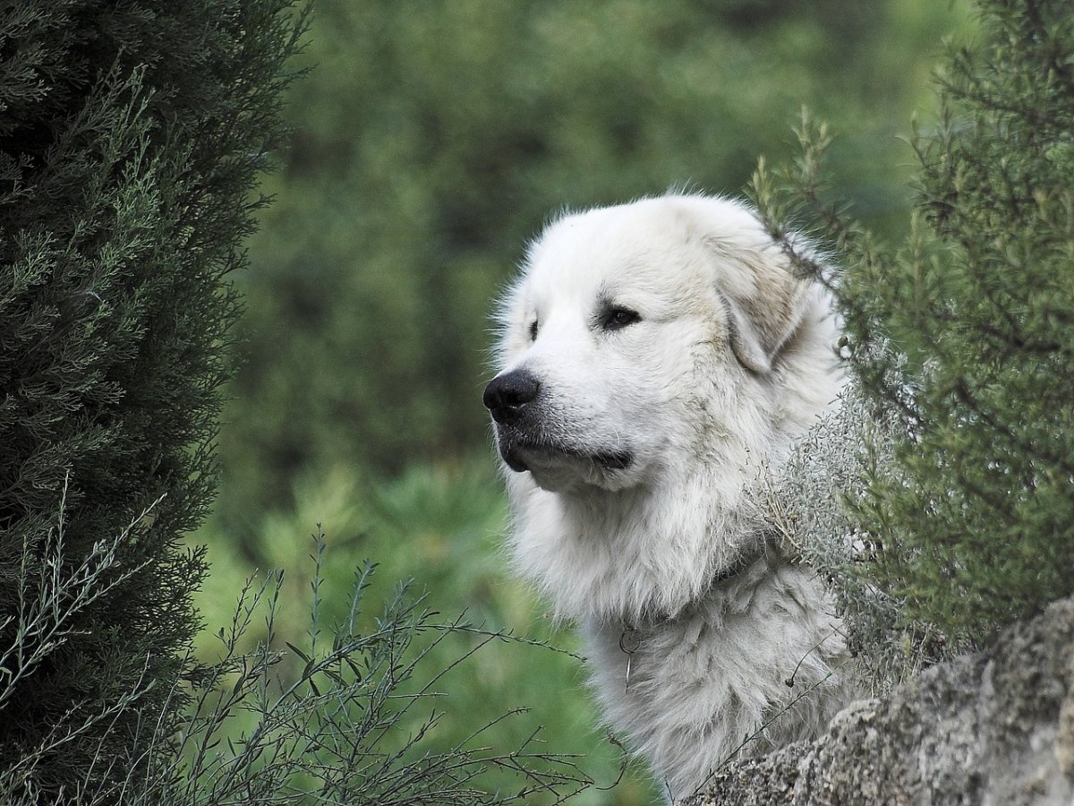 ФОТО: Пиренейская Горная собака 9