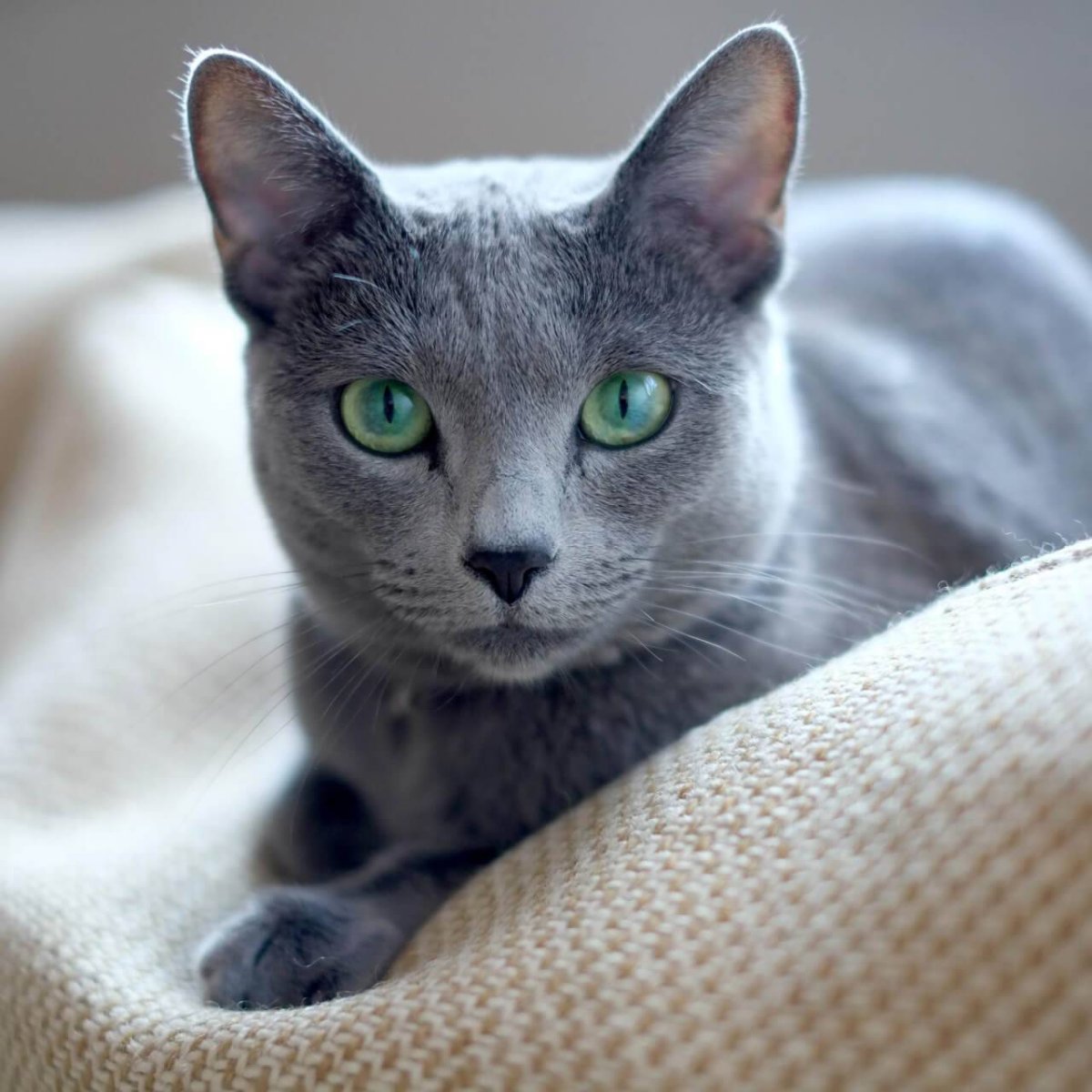 ФОТО: Сибирская голубая кошка 7