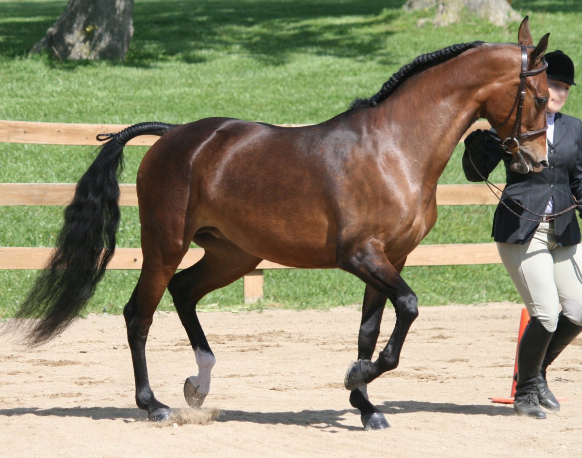 ФОТО: Чистокровная верховая лошадь 8