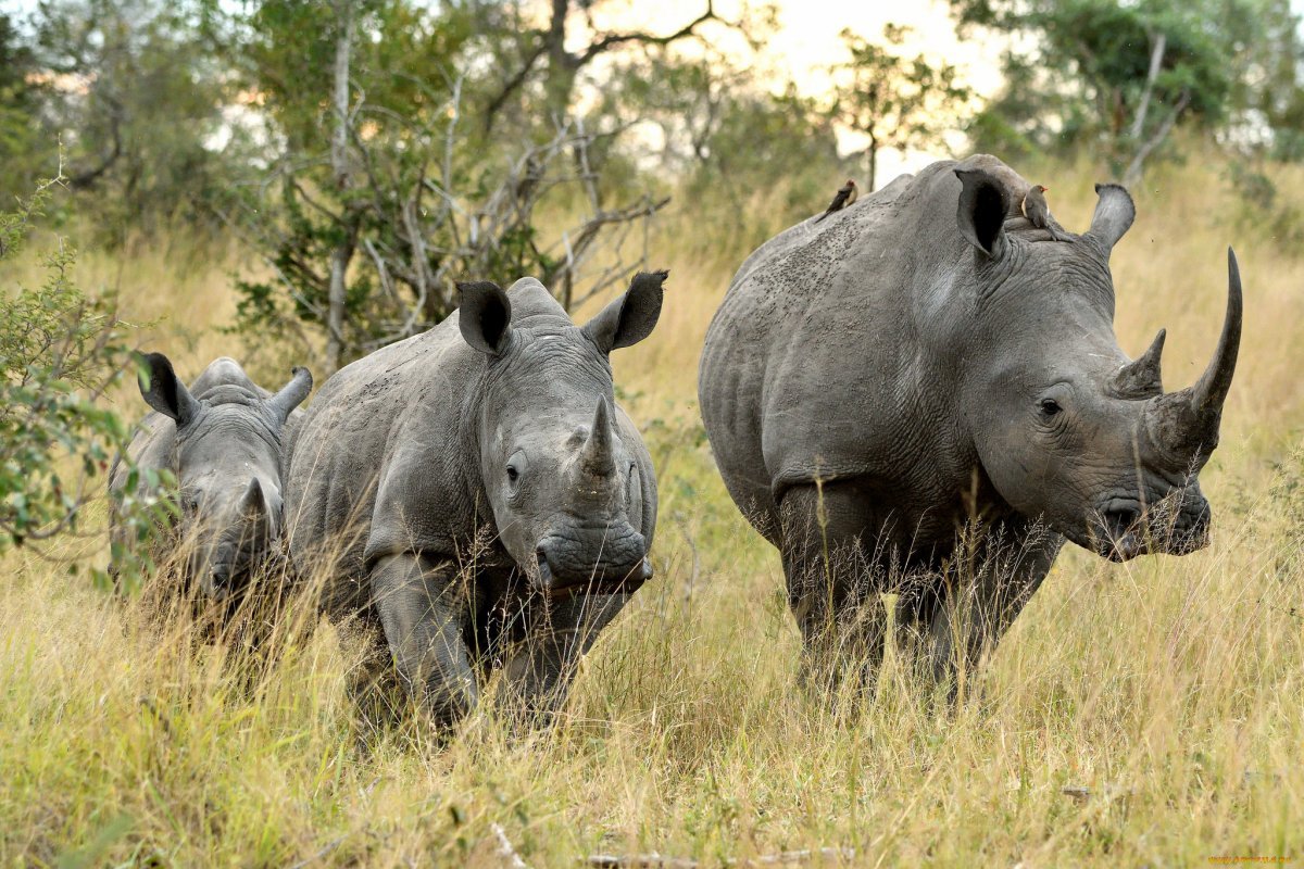 ФОТО: Носороги 6