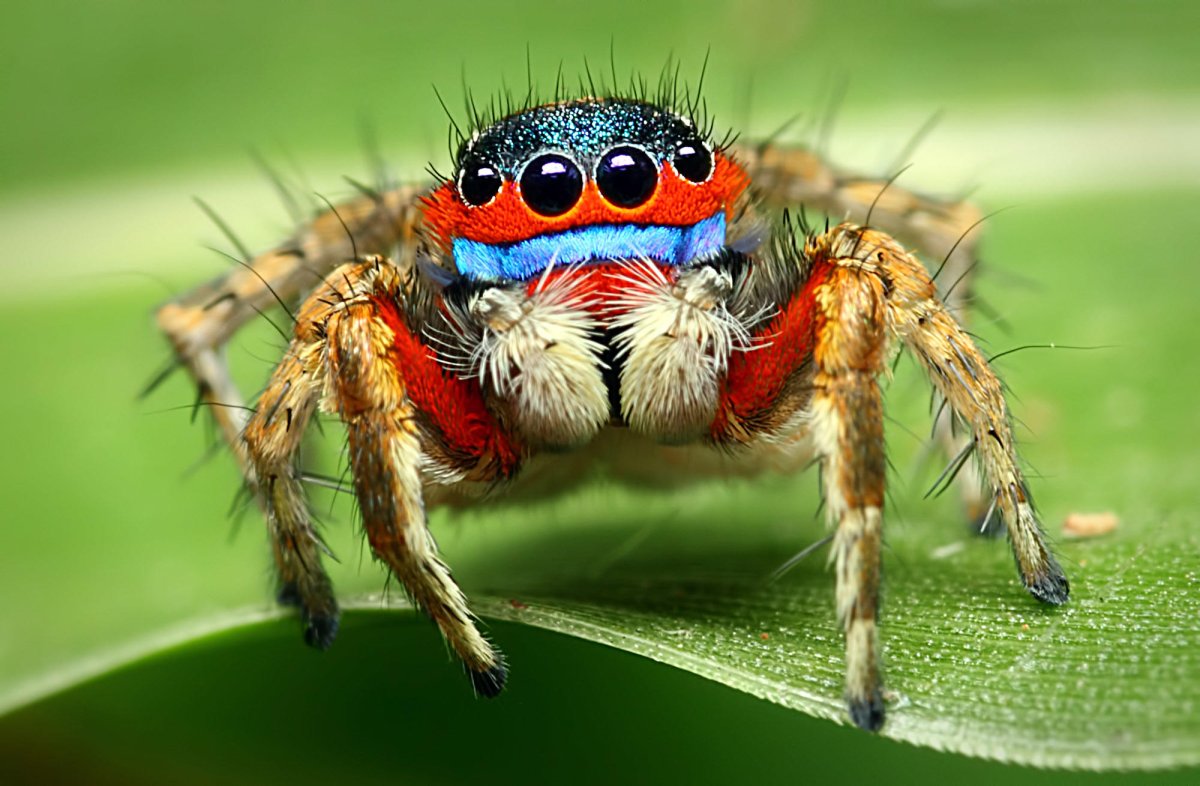 ФОТО: Самые опасные пауки 5