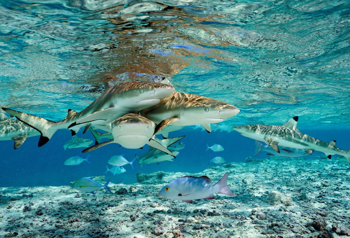 ФОТО: Акулы на Мальдивах 6
