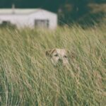 ФОТО: Камышовая собака 6 спиннинг