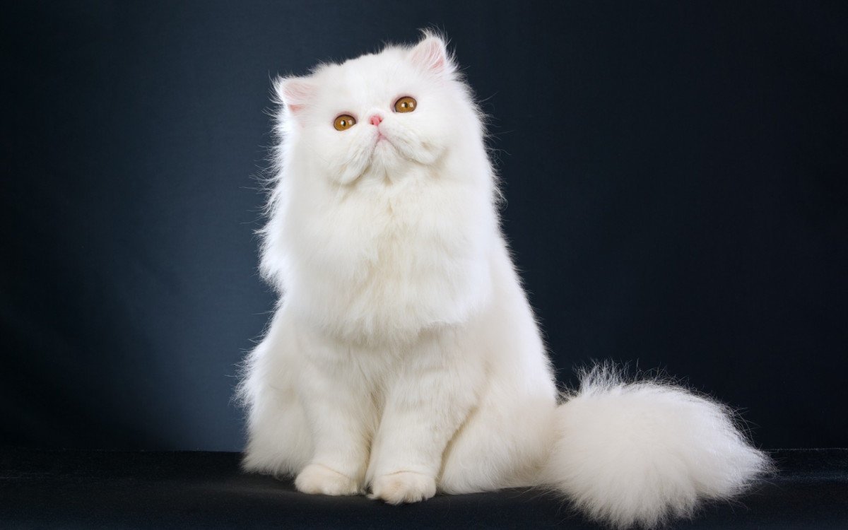 ФОТО: Персидская кошка 6