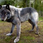 ФОТО: Гибрид собаки и волка 36 Прасковья Позднякова