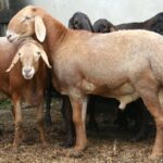 ФОТО: Курдючні породи овець 38 Козашки в нижній білизні