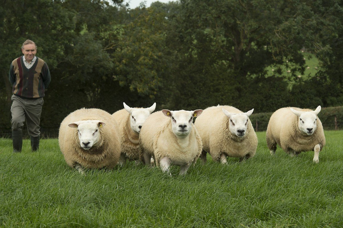 ФОТО: Белтекс овцы 6