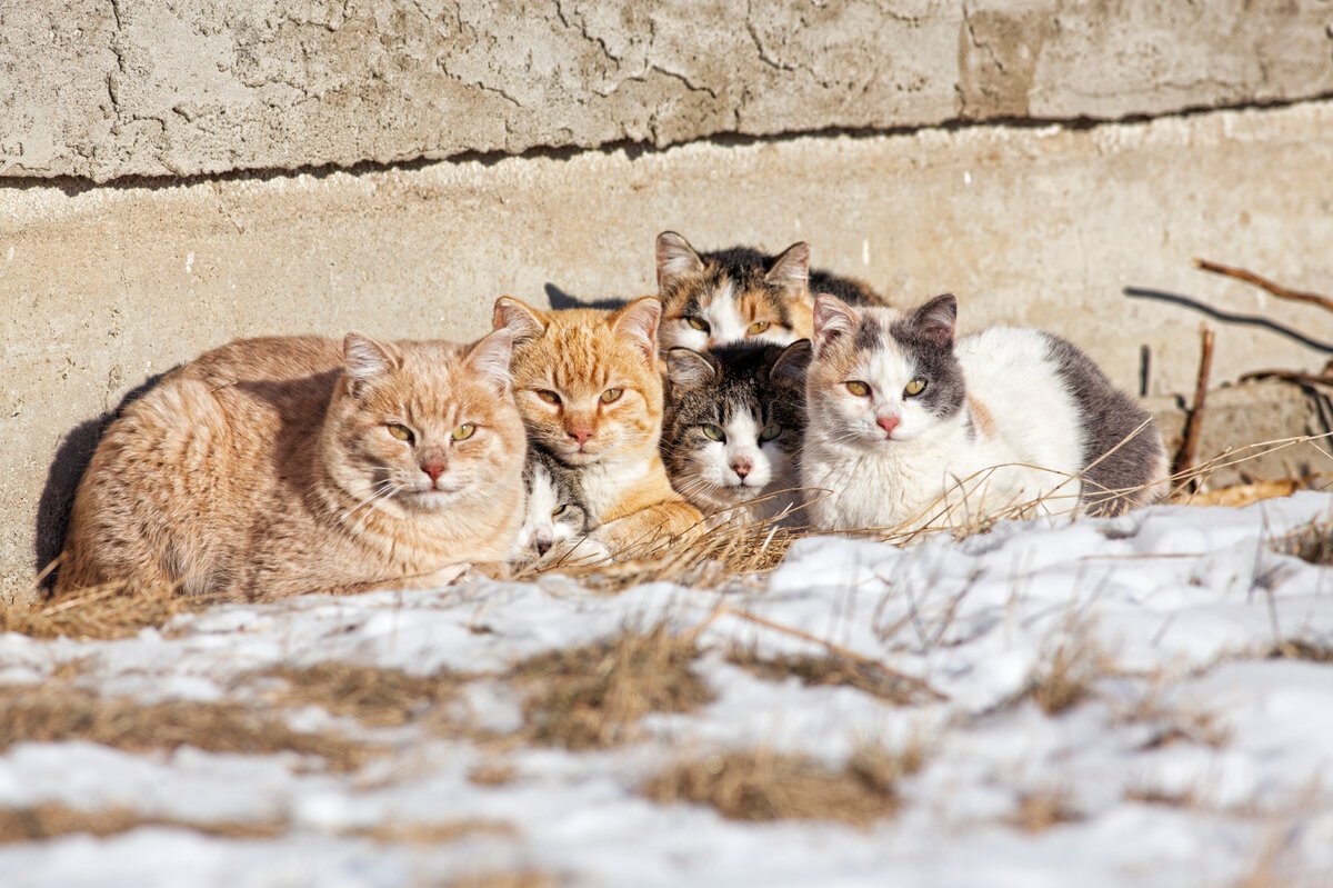 ФОТО: Бездомные кошки 7